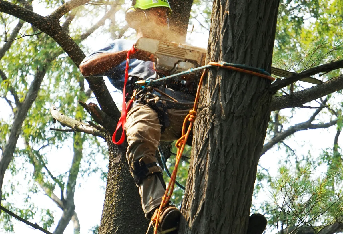 Certified arborist working in a tree