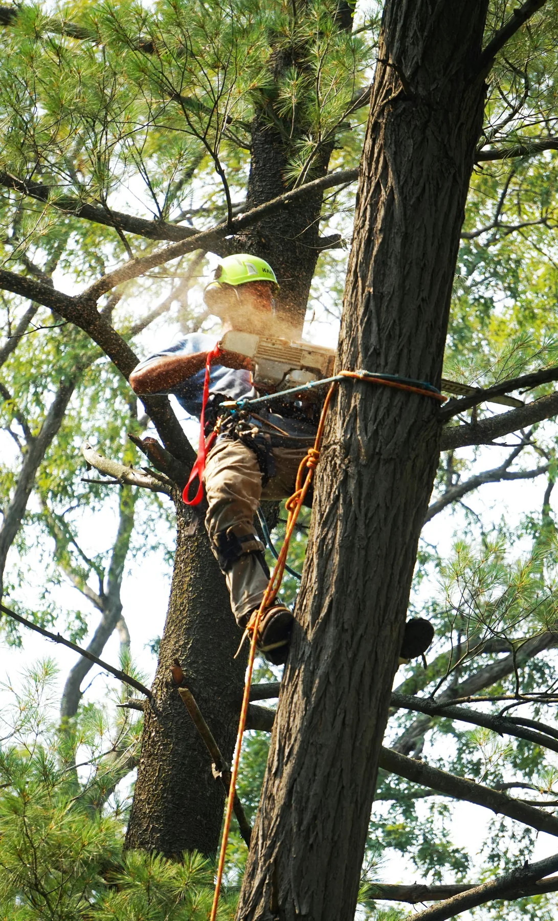 Professional arborist working safely in a mature tree