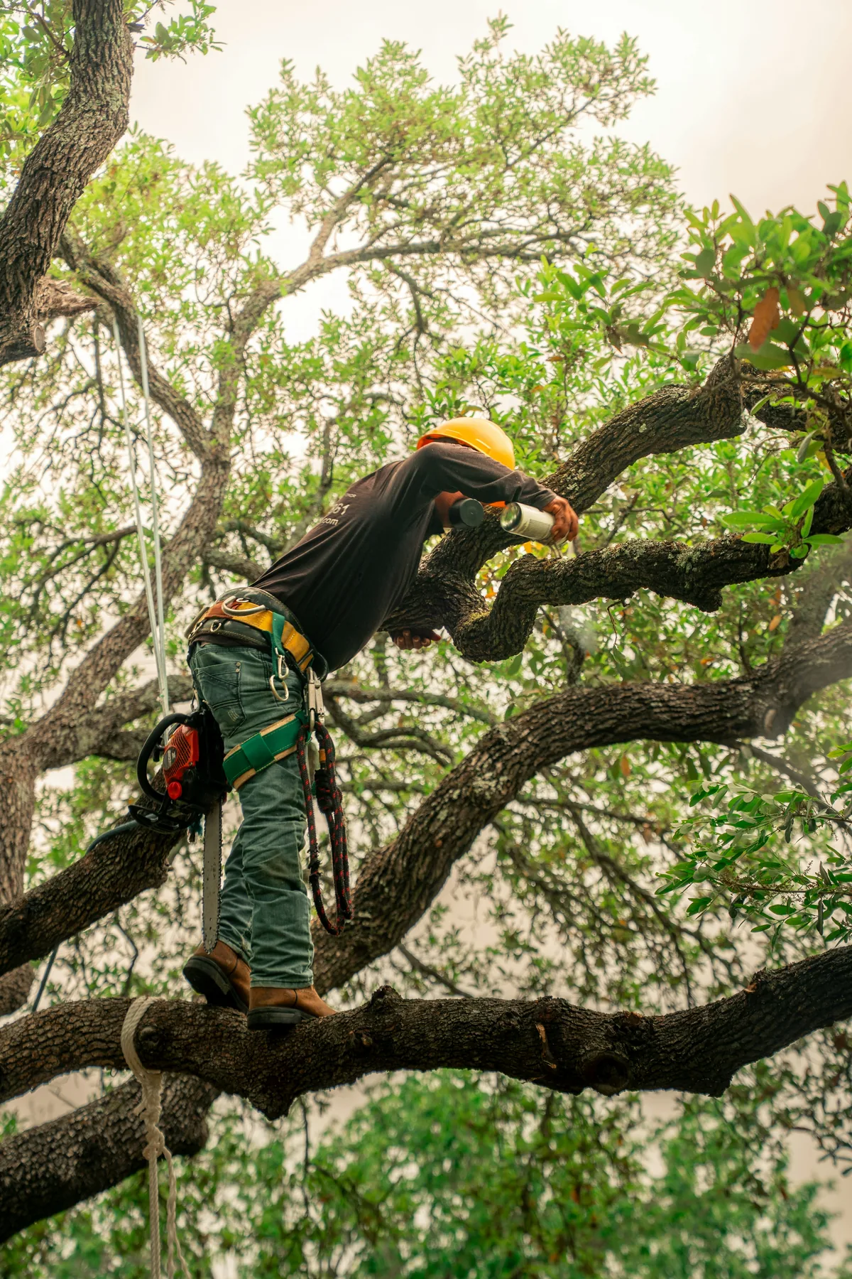 Arborist using professional climbing and rigging equipment